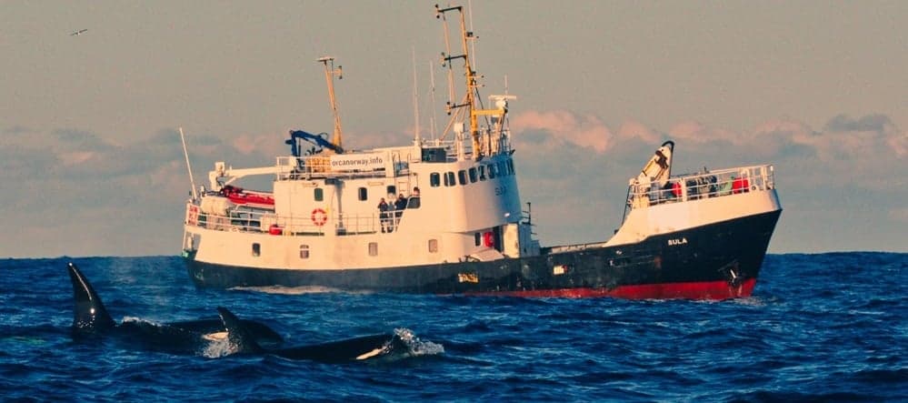 Sula is all about rugged Arctic diving. Orcas, humpbacks, and dazzling fjords form the backdrop as this boat explores Norway’s cold but captivating waters