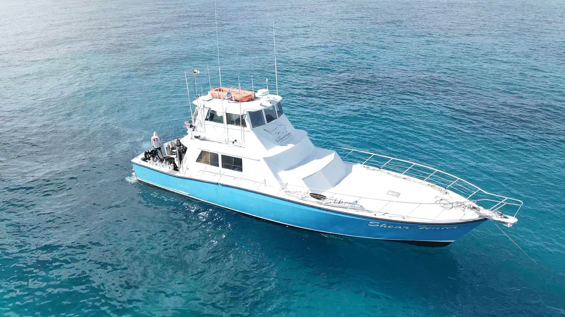 Dive with tiger sharks, hammerheads, and reef sharks aboard the Shear Water liveaboard in the Bahamas. Explore Tiger Beach and Bimini for thrilling shark encounters in crystal-clear waters