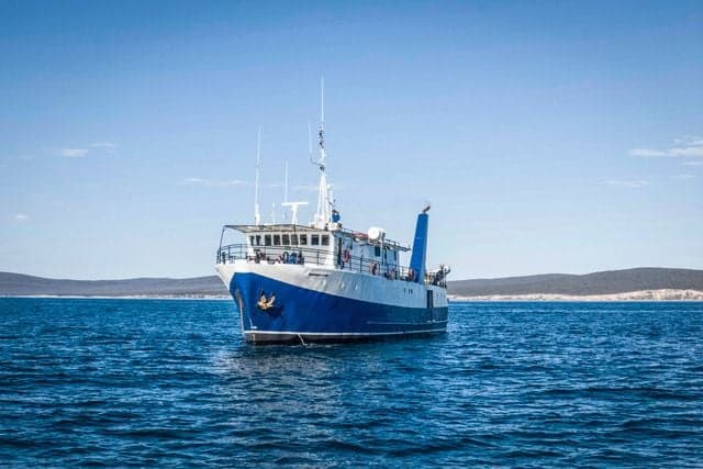 Specializing in great white shark expeditions, Rodney Fox liveaboard operates in South Australia's Neptune Islands, providing cage diving experiences with these apex predators