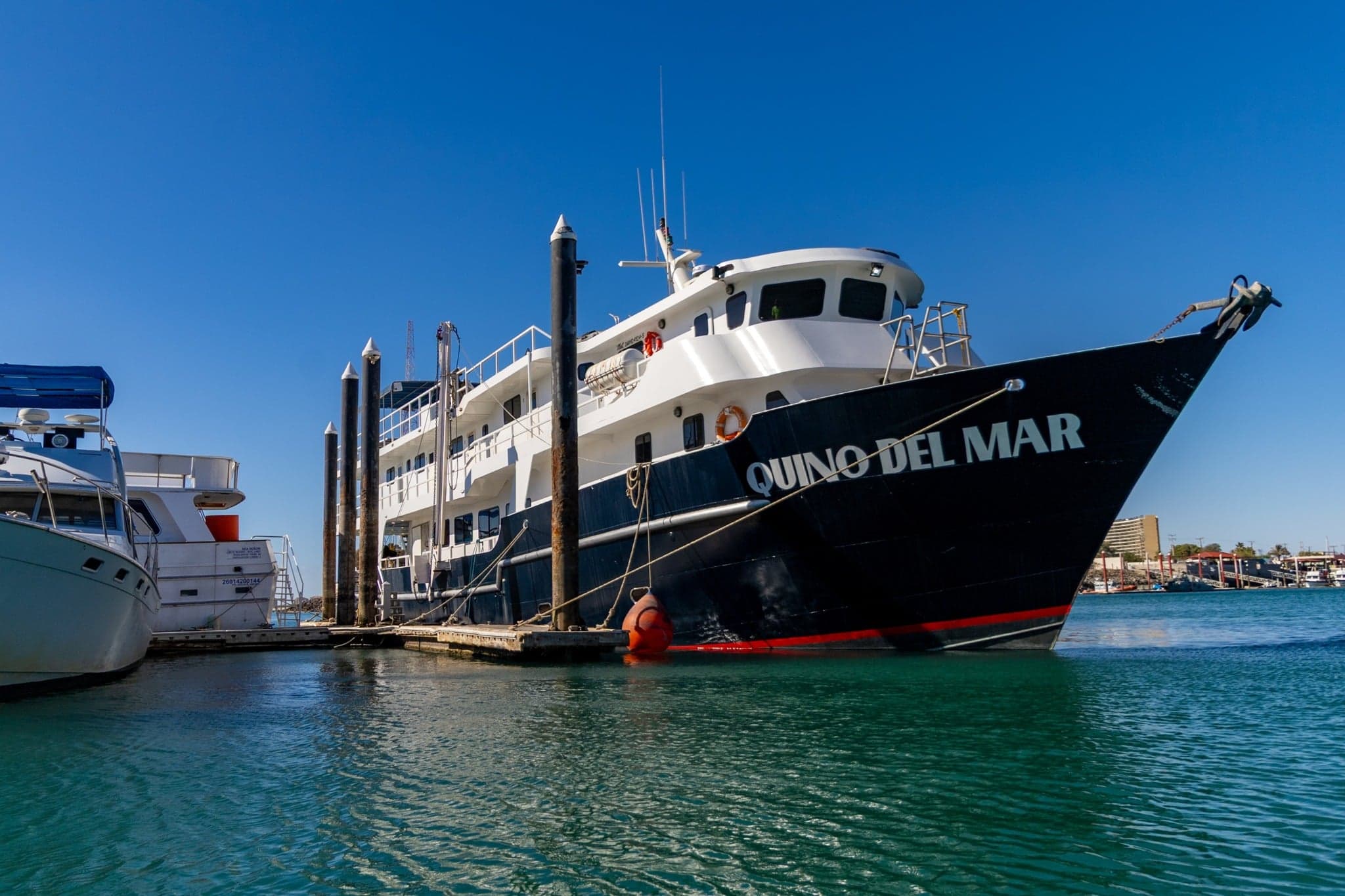 Quino del Mar takes divers to Socorro and the Sea of Cortez. Encounter giant manta rays, whale sharks, and schooling hammerheads while participating in marine research expeditions