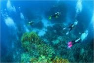 Elphinstone Reef