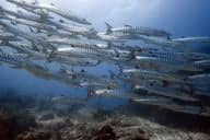 Doc Poulson Ship Wreck