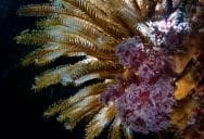 Batu Mandi (Bangka Island)