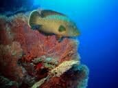 Little Brother Island