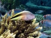 The Barge at Bluff Point