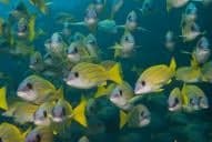 Mushi Mas Mingili Thila