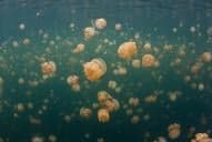 Jellyfish Lake
