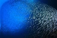 Sardine Reef