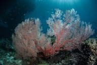 Gorgonian Passage