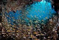 The Goa Farondi Caves