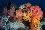 Secret Garden (Komodo)