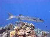 Barracuda Shoals