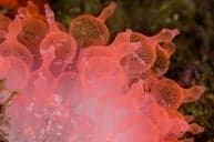 Blue Water Mangroves