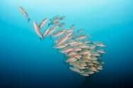 Bahia de los Angeles