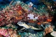 Baie Ternay Marine Park