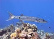 Barracuda Reef