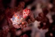 Cannibal Rock (Komodo)