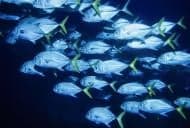 Long Caye Wall (Placencia)