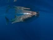 Animas in Bahia Los Angeles