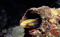 Wickham Harbour Unidentified Wrecks