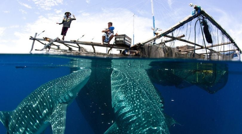 Go Diving On The Liveaboard In Indonesia - Divebooker Blog - Scuba ...