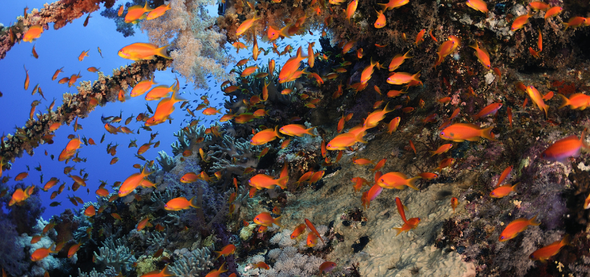 Anthias of Numidia wreck at Big Brother Red Sea A dense school of orange anthias fish swimming over coral-covered wreckage in the Red Sea.
