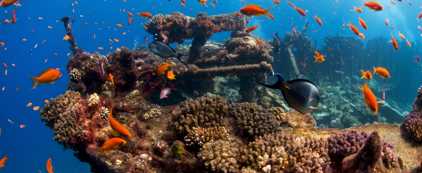 Kingston Orange anthias fish and coral covering the wreck of the Kingston, with an angelfish swimming past