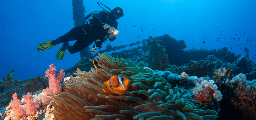 Numidia Anemone diver A scuba diver hovering above a sea anemone with a clownfish next to a Red Sea wreck