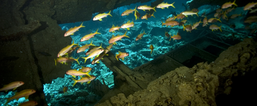 dunraven wreck A school of yellow and pink fish swimming through a dark passage inside the Dunraven wreck.
