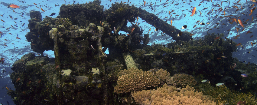numidia wreck Coral-covered wreckage of the Numidia surrounded by orange anthias fish at Big Brother Island.
