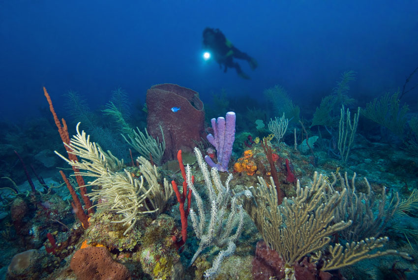 Saba, St. Kitts & St. Maarten Liveaboard Diving
