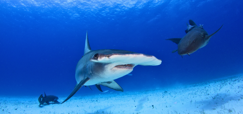 A large great hammerhead shark swimming through the clear blue ocean waters of Bimini, Bahamas