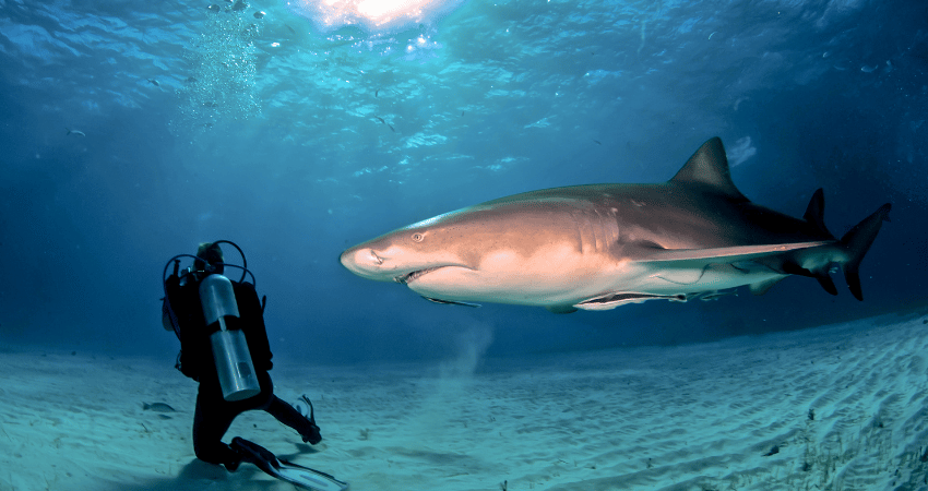 A lemon shark gliding through shallow, sunlit turquoise waters over a sandy bottom in the Bahamas.