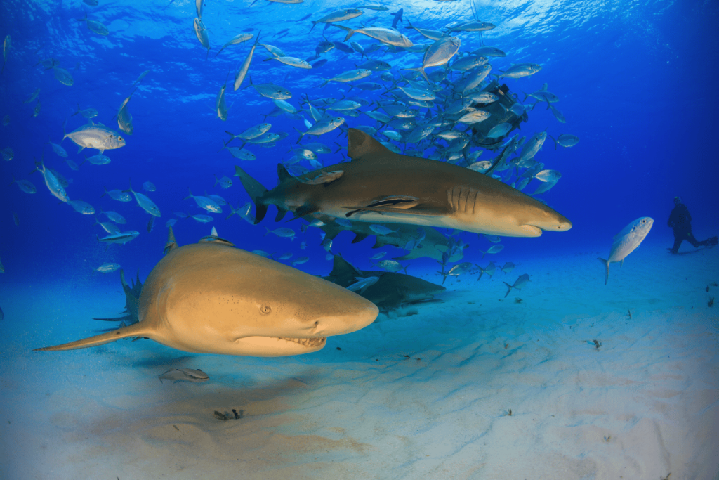 Scuba divers underwater observing a large shark up close in the clear, gin-clear waters of the Bahamas.