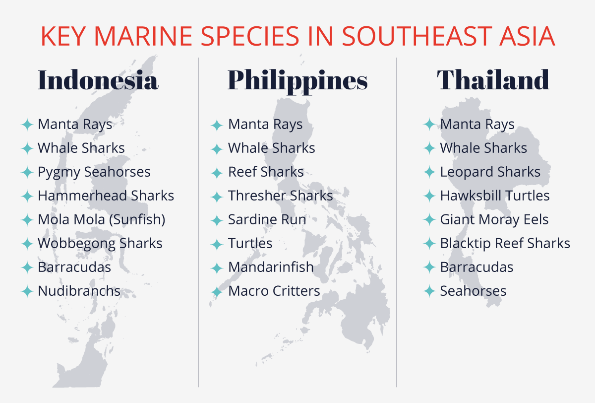 Where is the best diving in Southeast Asia? Indonesia, Philippines, or Thailand