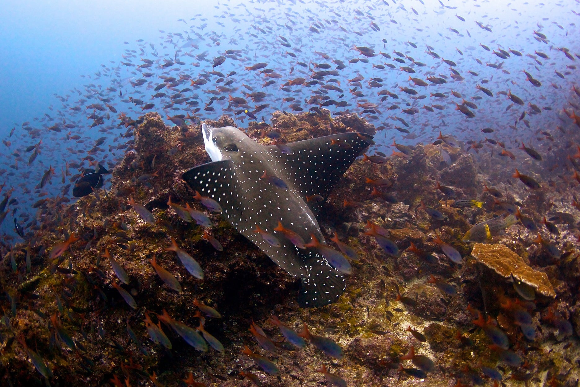 Cocos Island diving with Eagle Ray 