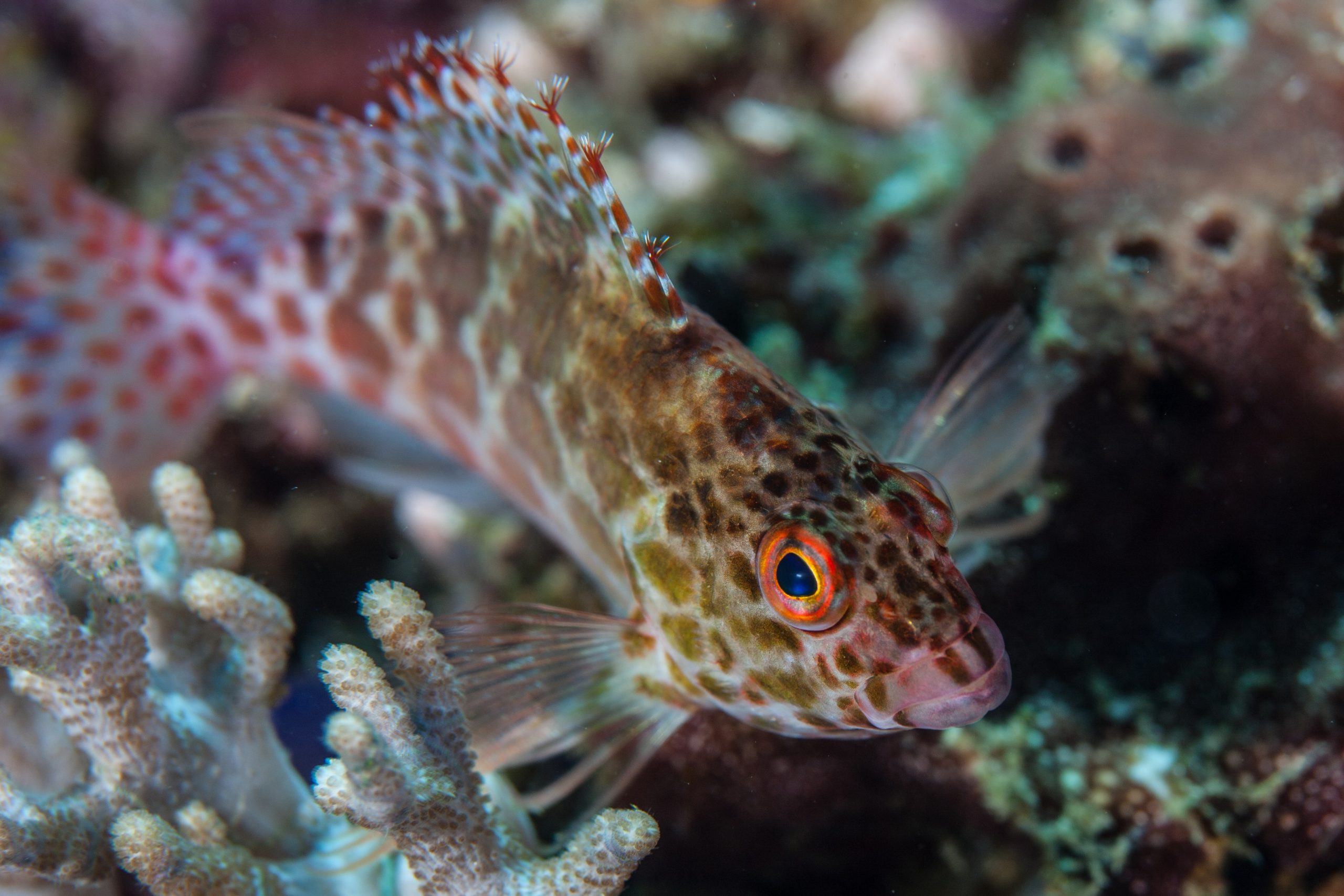 Close-up of a hawkfish resting on coral in Indonesia’s vibrant reefs, a common sight on liveaboard diving trips in Raja Ampat, Komodo, and the Banda Sea, known for rich marine biodiversity and macro photography opportunities