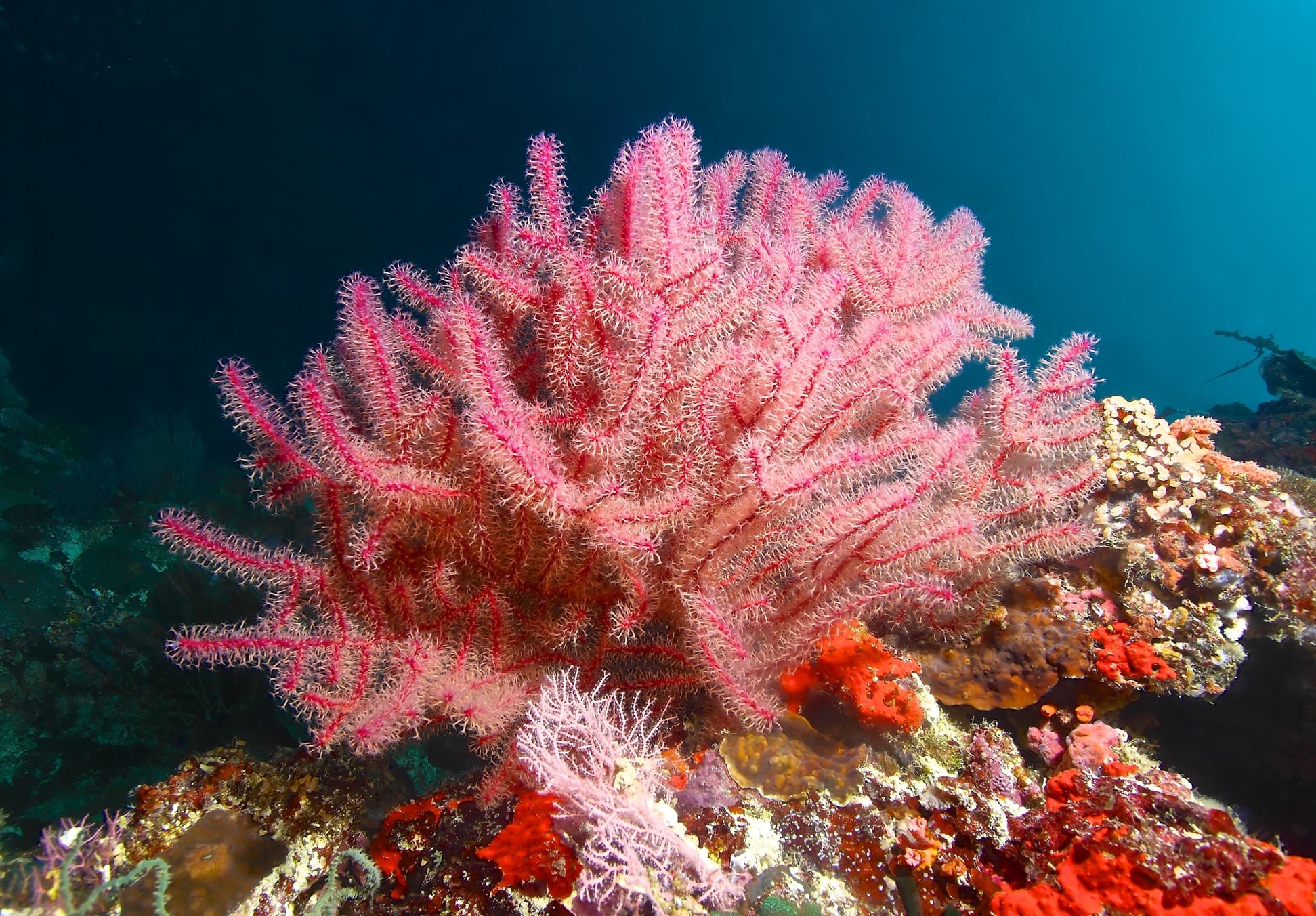 diving in philippines best dive sites