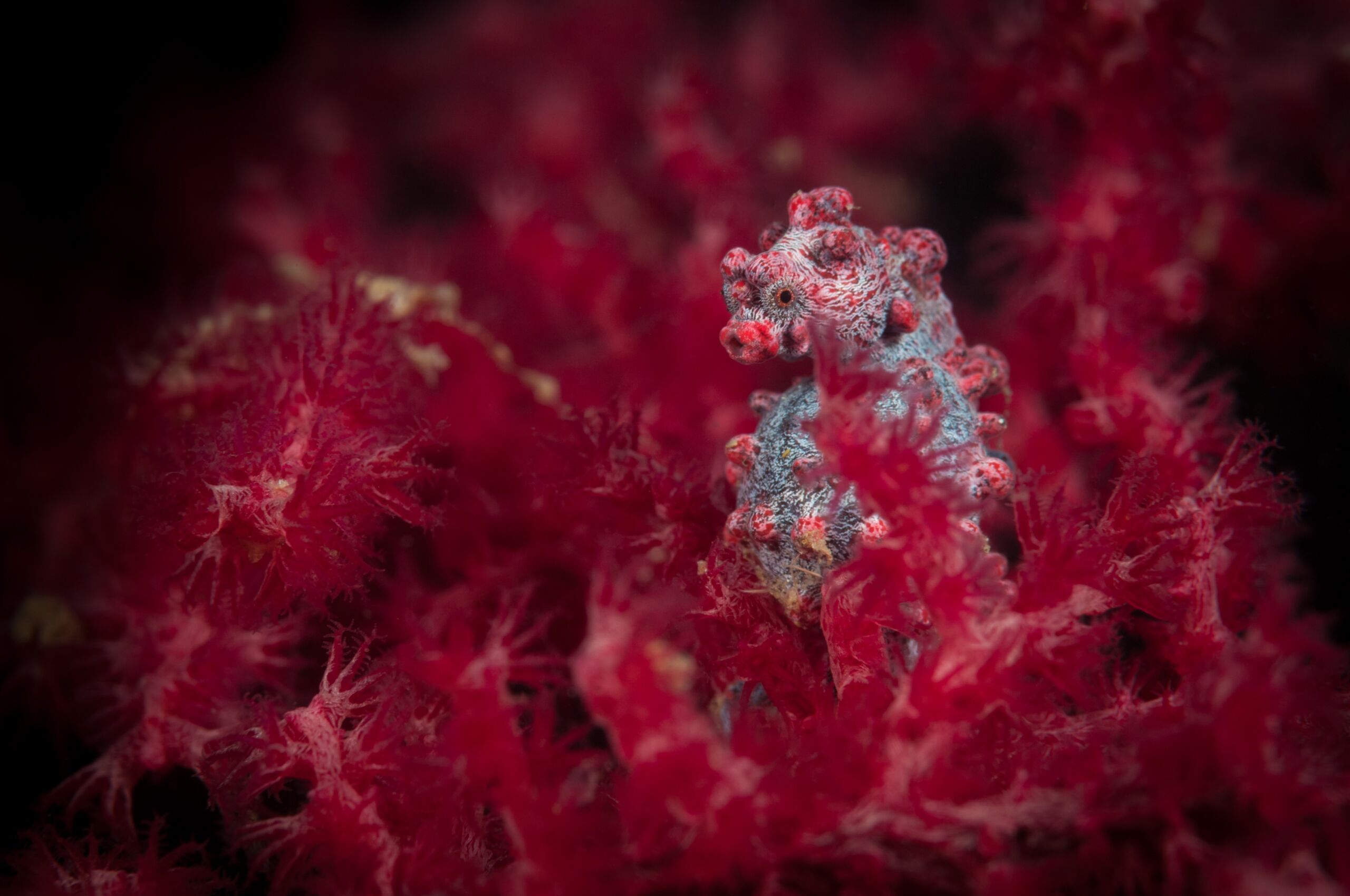 top liveaboard destinations