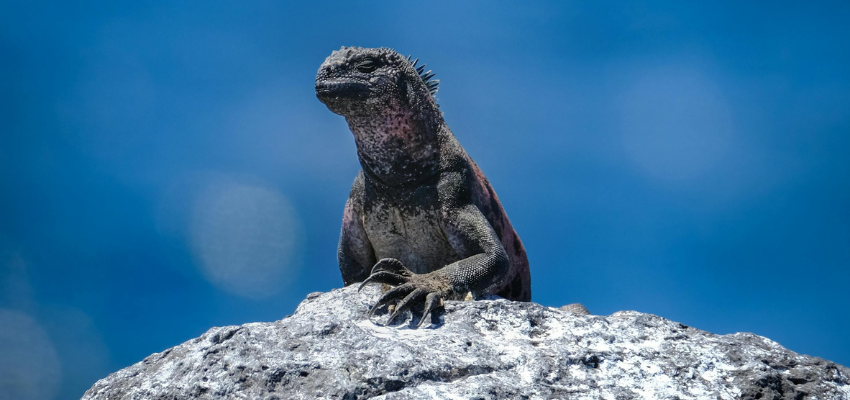 A black and pink Galápagos marine iguana perched on a grey volcanic rock against a blurred deep blue ocean background, representing the unique wildlife of the islands.