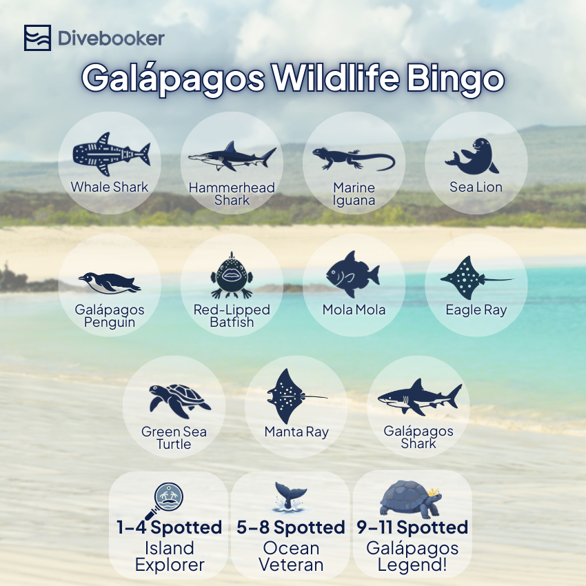 A "Galápagos Wildlife Bingo" infographic featuring icons for iconic species including the Whale Shark, Hammerhead Shark, Marine Iguana, Sea Lion, Galápagos Penguin, Red-Lipped Batfish, Mola Mola, Eagle Ray, Green Sea Turtle, Manta Ray, and Galápagos Shark. The bottom features a scoring key: 1–4 spotted is an "Island Explorer," 5–8 is an "Ocean Veteran," and 9–11 is a "Galápagos Legend!"