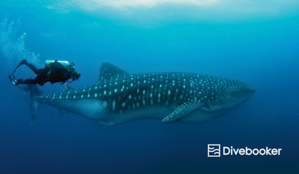 A scuba diver swims alongside a massive whale shark in the deep blue waters of the Galapagos Islands, representing the peak cool season for pelagic marine life.