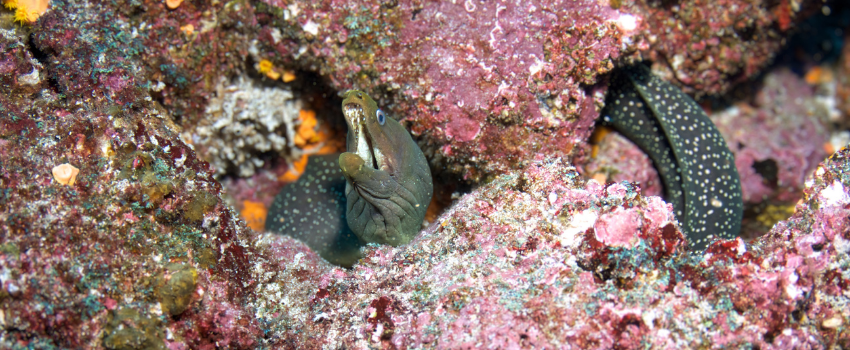 A green spotted moray eel peeks out from a crevice in a colorful volcanic reef, showcasing the smaller, fascinating reef inhabitants often seen during Galápagos Islands diving