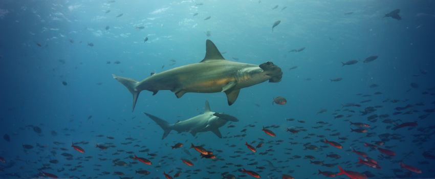 A school of scalloped hammerhead sharks swimming through clear blue water in the Galápagos Islands, showcasing the iconic pelagic wildlife encountered during a Galápagos Islands diving expedition.