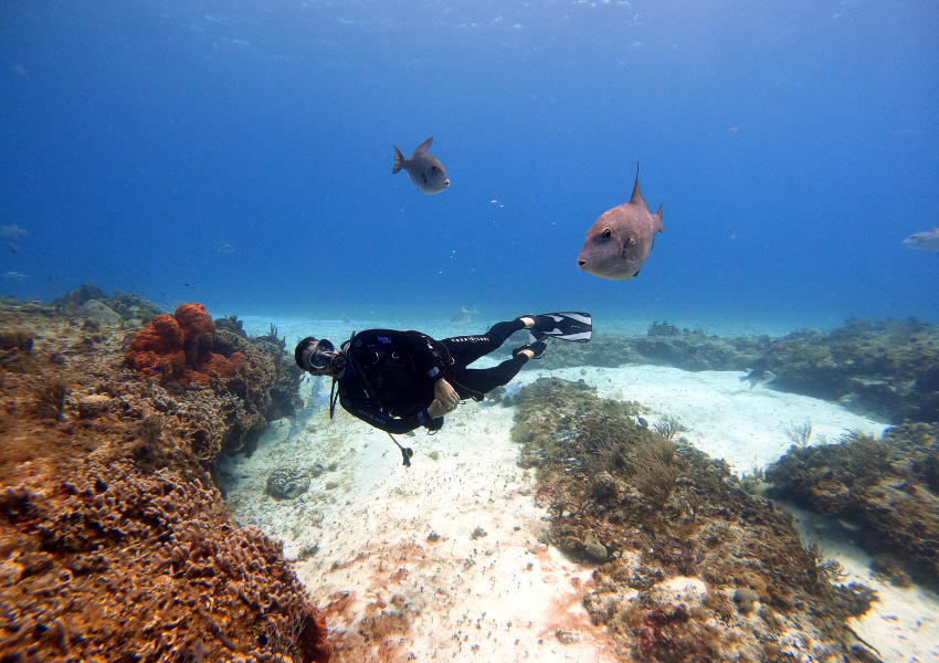 best-places-to-scuba-dive-intentional-exploration scuba diver glides over a healthy coral reef with triggerfish, embodying the intentional exploration of the best places to scuba dive found in the diving calendar.