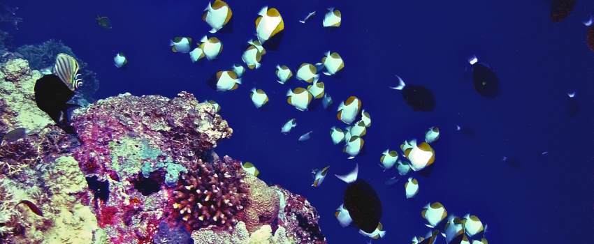 best-places-to-scuba-dive-tubbataha-reef-value-season A healthy, colorful coral reef with schooling tropical fish at Tubbataha Reef, one of the best places to scuba dive during its exclusive and high-demand seasonal window.