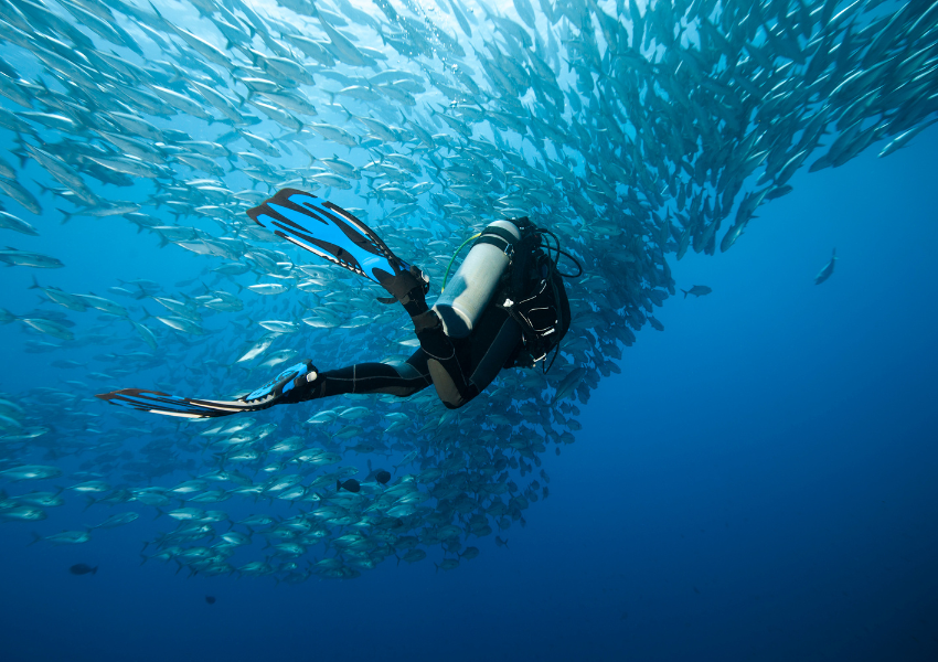 diving-seasons-marine-aggregations-panglao-philippines A scuba diver swimming alongside a massive, swirling school of fish in clear blue water, illustrating the rhythm of the seas and the best places to scuba dive for seasonal marine aggregations.