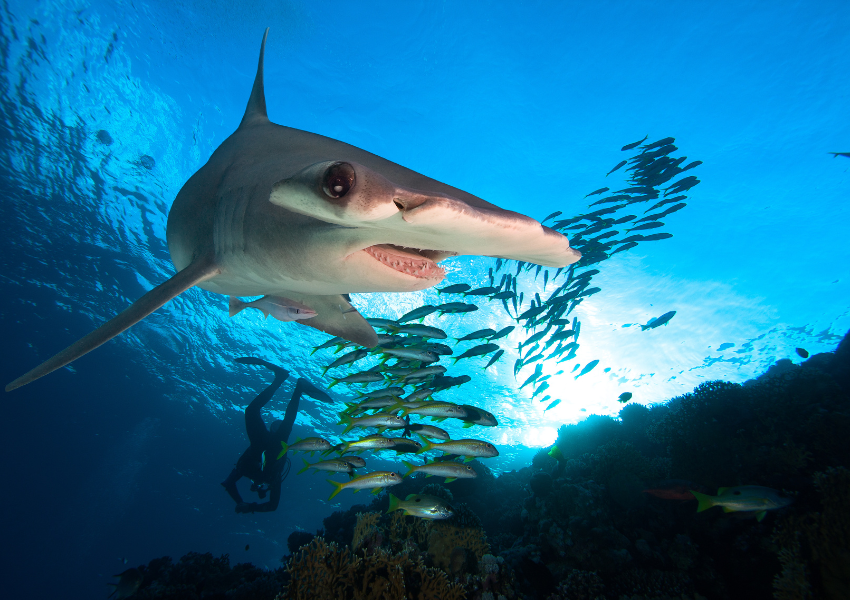 An advanced scuba diver observes a large hammerhead shark up close during galapagos diving season