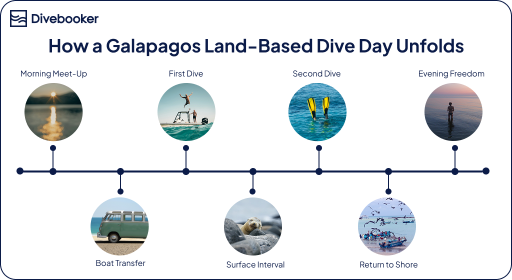 An infographic timeline titled "How a Galápagos Land-Based Dive Day Unfolds". It features circular photo icons showing a morning meet-up, boat transfer, first dive, surface interval with a sea lion, second dive, return to shore with birds, and evening freedom at sunset.