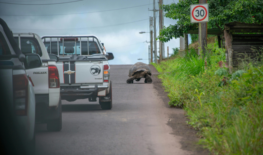 A side-by-side comparison of Galapagos land conditions: the sunny, tropical beach of Santa Cruz during the warm season and a misty, green highland road with a giant tortoise during the garua cool season.